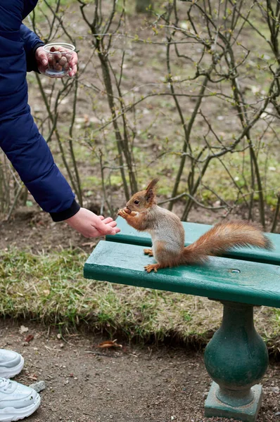 Σκίουρος φτάνει για το καρύδι στο mans χέρια σε ένα παγκάκι πάρκο. Ο κόκκινος σκίουρος στέκεται στα πίσω πόδια του.. — Φωτογραφία Αρχείου