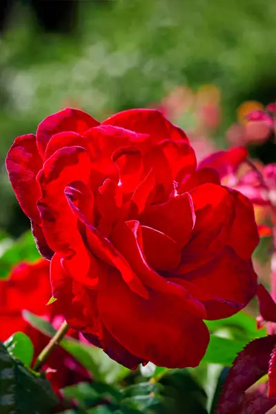 Rosa rossa fiore in giardino soleggiato primo piano. — Foto Stock