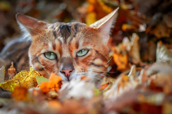 Bengal cat hid in the fallen leaves in the park. Bengali Cat with green eyes is lying in wait. Close up portait. — Stock Photo, Image