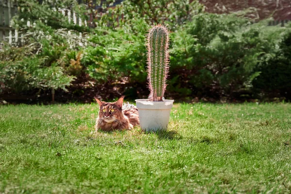 Big cat and a cactus on a sunny lawn. — Stock Photo, Image