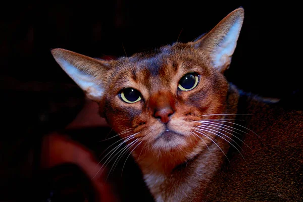 Abyssinian cat front portrait on dark background