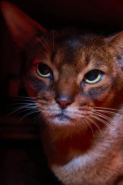 Abyssinian kočka studio přední zblízka portrét na tmavém pozadí. — Stock fotografie