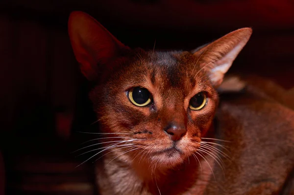 Abyssinian cat studio front close up portrait sur fond sombre. — Photo