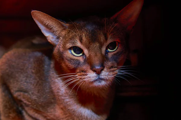 Abyssinian cat studio front close up portrait sur fond sombre. — Photo