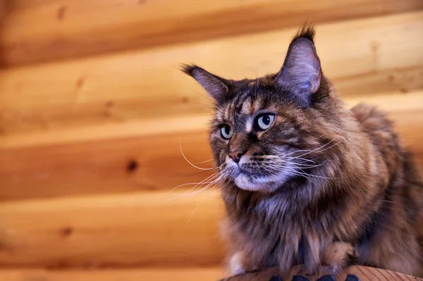 Portré figyelmes Maine Mosómedve macska a háttér-ból fatuskó fal. Fénymásolási hely. — Stock Fotó