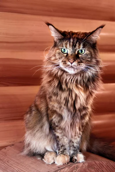 Hermoso retrato aine Coon gato primer plano. Encantadora mascota está sentada en el fondo de una pared de madera. — Foto de Stock