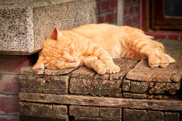 A red cat sleeps on old boards under the sun rays. — Stock Photo, Image