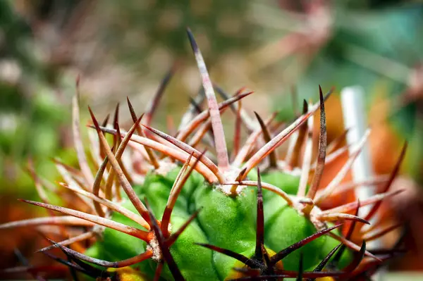Stacheliger Kaktus Kaktus Schönem Stil Auf Grünem Hintergrund Makro Nahaufnahme — Stockfoto
