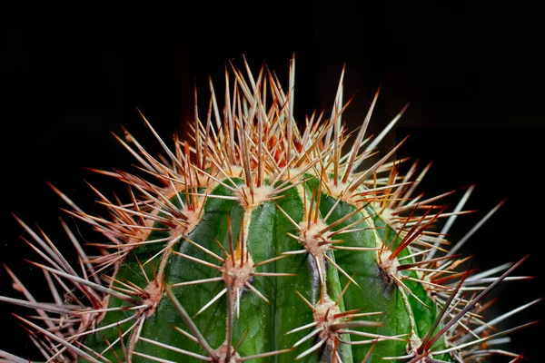 Stekelige Cactus Cactus Mooie Stijl Zwarte Achtergrond Macro Close Isolatie — Stockfoto