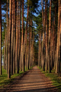 Akşam güneşinde uzun çam ağaçlarından oluşan bir sahil yolu. Sokakta ağaçların gölgeleri..