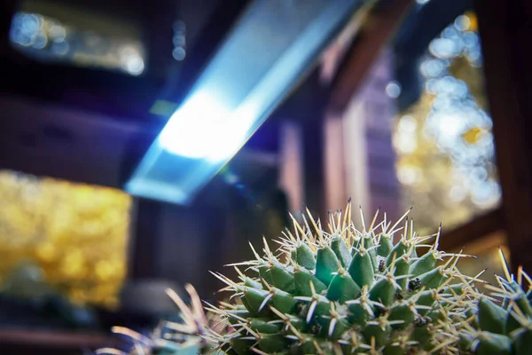 Cactus grande bajo lámpara de diodo brillante. Suculentas crecientes en casa con iluminación artificial de diodos. — Foto de Stock