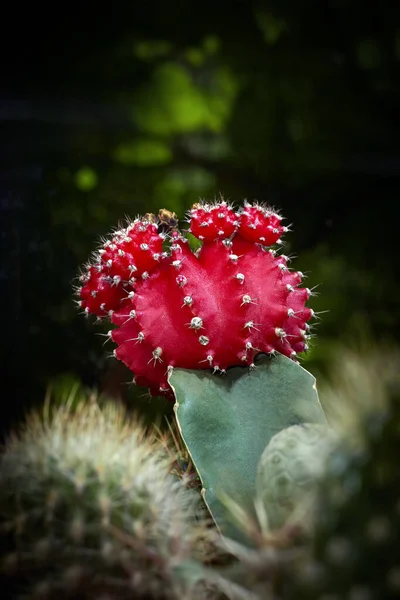 Chlorophyll-free red cactus Gymnocalycium mihanovichii on the rootstock — Stock Photo, Image