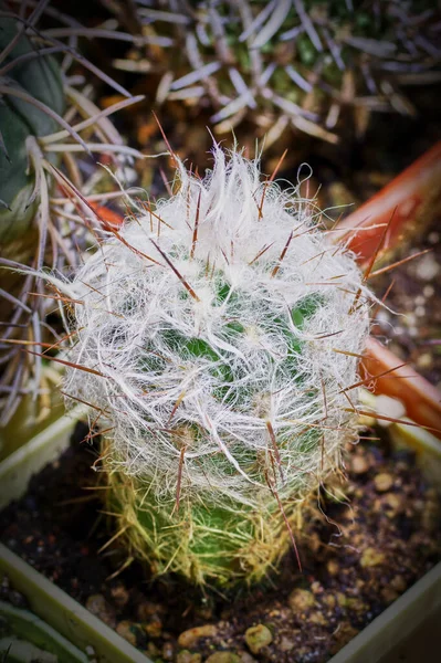 Cactus Espostoa lanata - Old Man Cactus, Peruvian Snowball Cactus, Woolly Cactus з білим волосяним волоссям — стокове фото