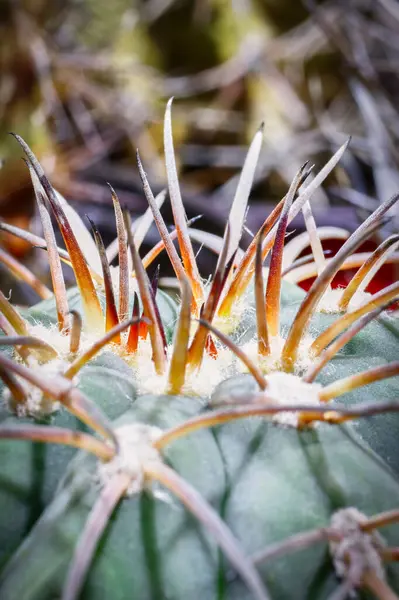 Kaktusz közelkép. Erős piros és barna színű tűk. — Stock Fotó