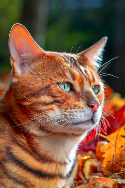 Abesszin Gyönyörű Macska Ból Leopárd Arany Befest Ban Meleg Narancs — Stock Fotó
