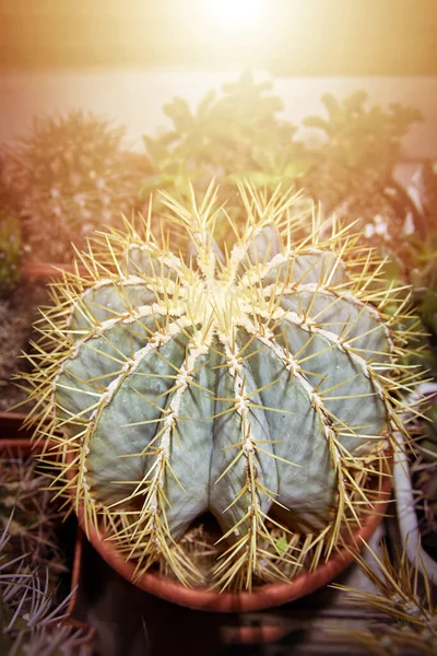 Ferocactus Kaktüsü Tencerenin Içinde Güneşin Parlak Turuncu Işınlarının Altında — Stok fotoğraf