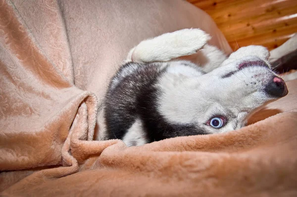 Husky Hund Sonnt Sich Auf Dem Sofa Mit Weit Geöffneten — Stockfoto