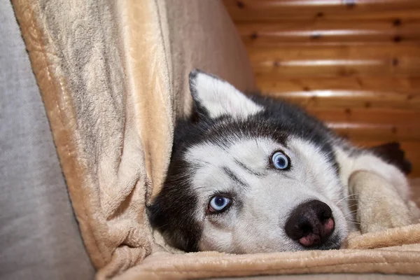 Verrückter Mischlingshund Spielt Decke Auf Dem Sofa Sibirischer Husky Hund — Stockfoto