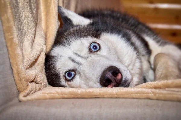 Crazy Face Dog Playing Blanket Sofa Siberian Husky Dog Twisting — Stock Photo, Image