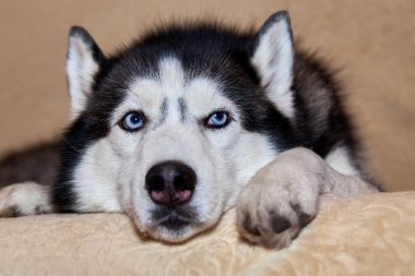 Düşünceli, iri kıyım köpek kanepede yatıyor. Mavi gözlü, üzgün bir köpek.