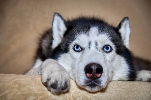 Perro Husky Pensativo Está Acostado Sofá Triste Perro Inteligente Con —  Fotos de Stock