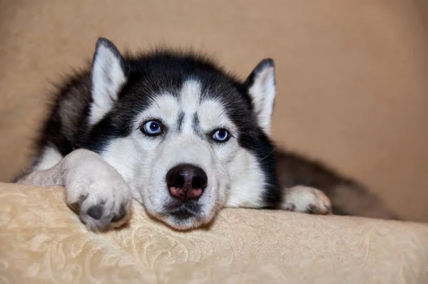 Aranyos Husky Kutya Fekszik Kanapén Szomorú Okos Kutya Kék Szemekkel — Stock Fotó