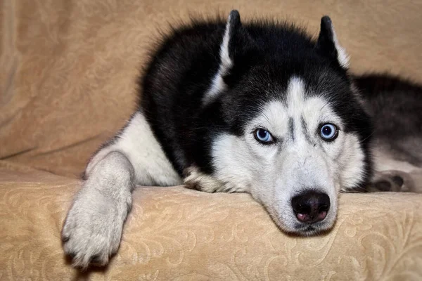 남편은 소파에 고개를 돌립니다 시베리아 허스키 Sucka Husky 의아름다운 개이다 — 스톡 사진