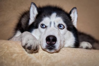 Sibirya köpeği yatakta uzanıyor. Husky köpeği kafasını patilerinin arasına koyar ve başka yere bakar. Mavi gözlü, ön manzaralı iri yapılı bir portre. Yakın plan.