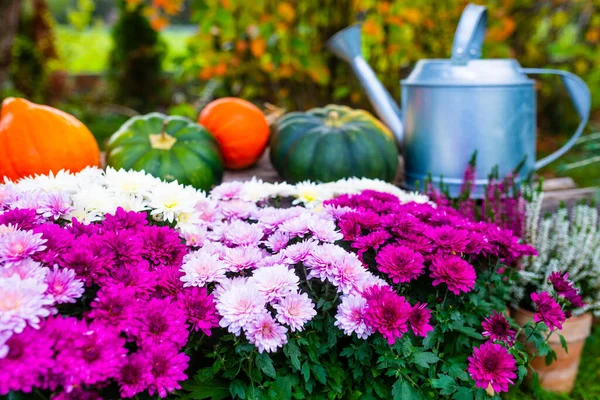 Herbst Garten Chrysanthemen Und Bunte Kürbisse Halloween — Stockfoto