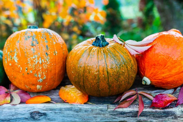 Herfst Oogst Tuin Herfst Tuin Decoratie Met Pompoenen Halloween — Stockfoto