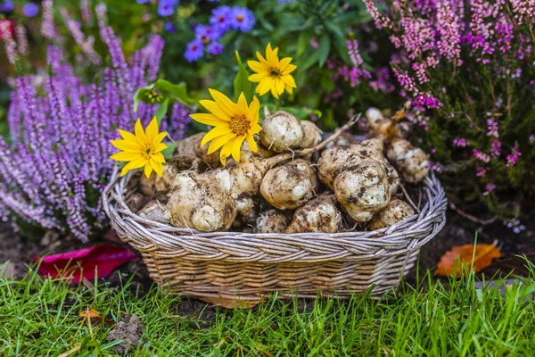 Autumn Harvest Jerusalem Artichoke Garden — Stock Photo, Image