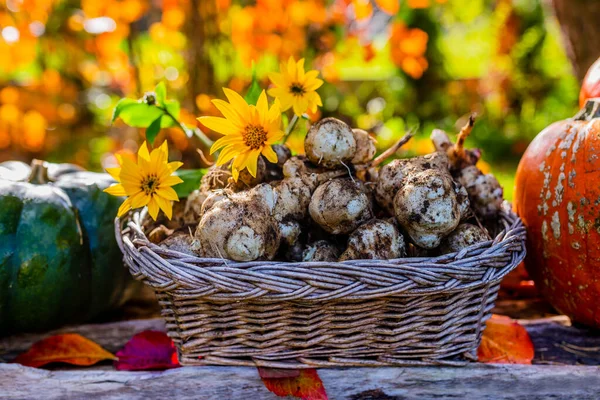 Autumn Harvest Jerusalem Artichoke Pumpkin Garden — Stock Photo, Image