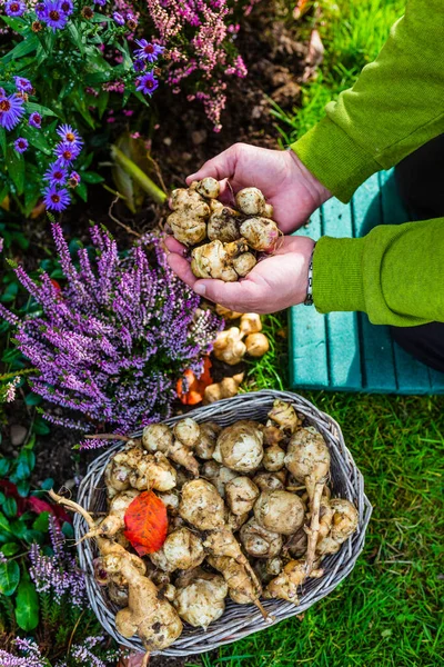 Freshly Dug Jerusalem Artichoke Tubers Held Hands — Stock Photo, Image