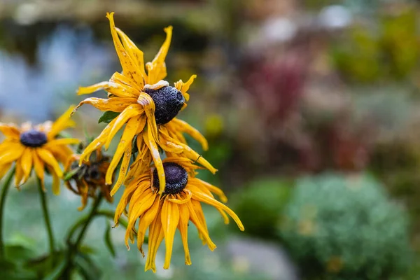 První Mrazy Podzimní Zahradě Mráz Květinách Rudbeckie — Stock fotografie