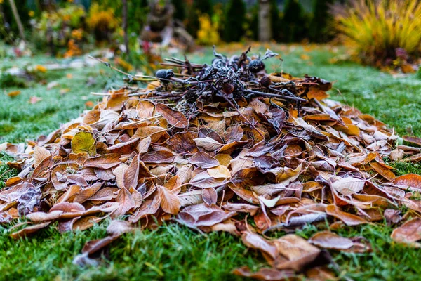 First Frosts Autumn Garden Hoarfrost Autumn Leaves — Stock Photo, Image