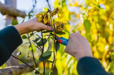 Sonbahar bahçe işleri. Kadının elleri bahçede solmuş gül çiçekleri kesiyor..