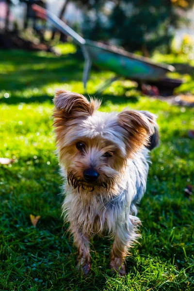 Niedlicher Kleiner Verschmitzter Yorkshire Terrier Herbstlichen Garten — Stockfoto