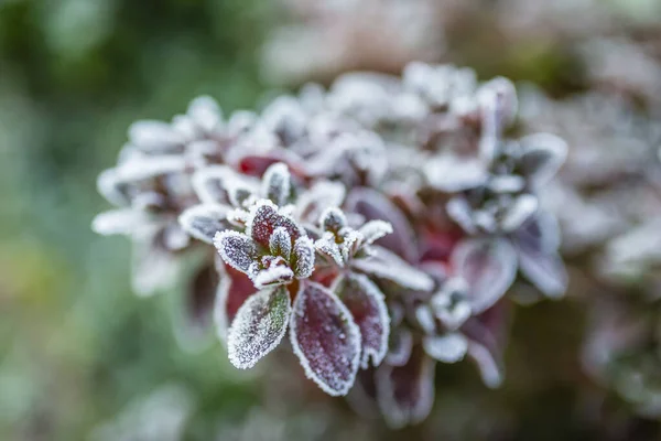 Sträucher Die Mit Frost Bedeckt Sind Wintergarten — Stockfoto