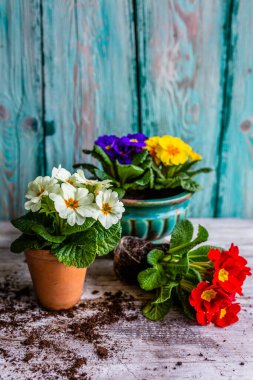 Bahar renkli çuha çiçekleri dikmeye hazır..