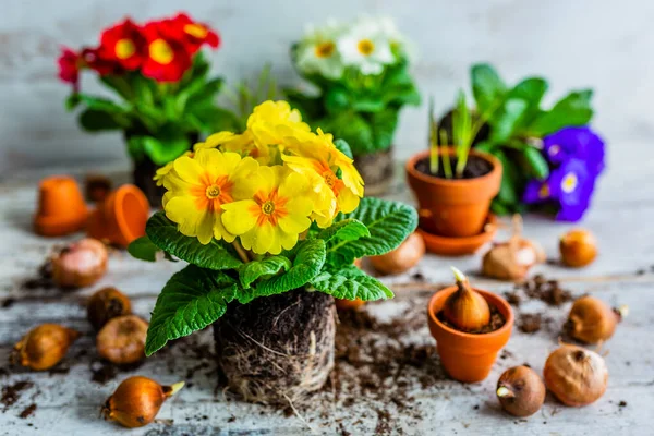 stock image Spring colored primroses flowers ready for planting.