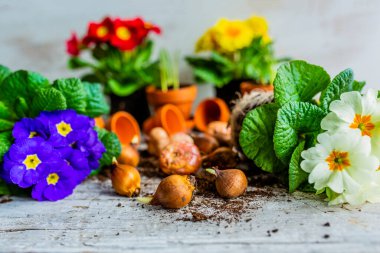 Bahar soğanları ve renkli çiçekleri dikmeye hazır..