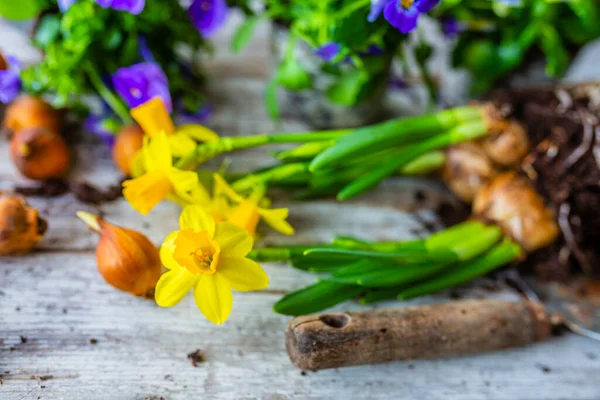 Spring Bulbs Colorful Primrose Flowers Ready Planting — Stock Photo, Image