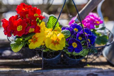 Renkli bahar primula fideleri ekime hazır..