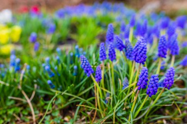 Mavi Muscari çiçekleri kapanıyor. Bir grup üzüm sümbülü (Muscari armeniacum) baharda çiçek açıyor