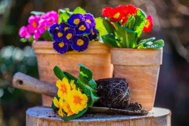 Renkli bahar çiçekleri dikmeye hazır..