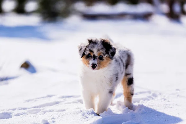 Australian Shepherd puppy with blue eyes playing in the snow.
