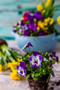 Homoseksüellerin tohumları ve Paskalya çiçekleri..