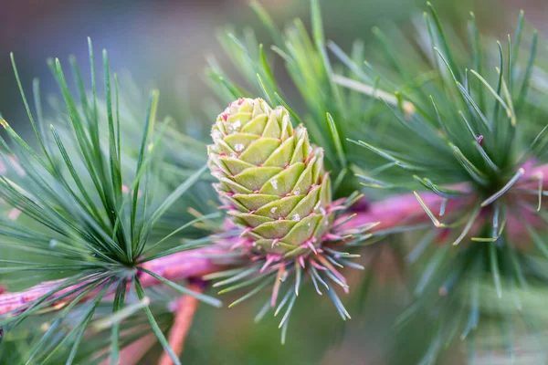 Young Pine Cones Green Needles Larch Shoots — Stock Photo, Image