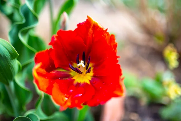 Tulipano Fiorito Nel Giardino Primaverile — Foto Stock