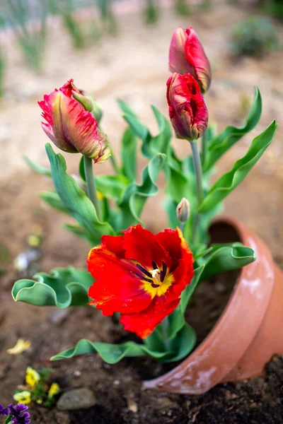 Tulipani Fiore Nel Giardino Primaverile — Foto Stock